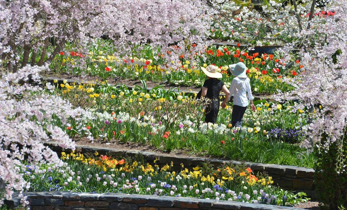 Two woman wander through the flower covered terraces at Sarah P. Duke Gardens Thursday, April 10, 2014.