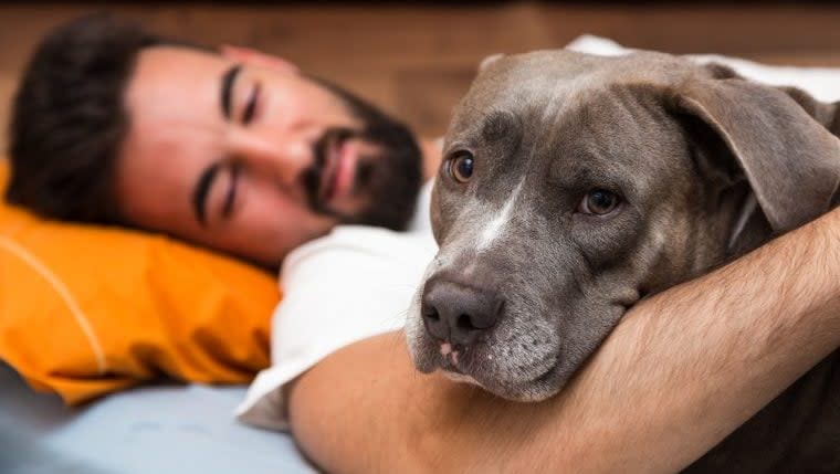 Pit Bull Saves Dog Dad from Kansas House Fire