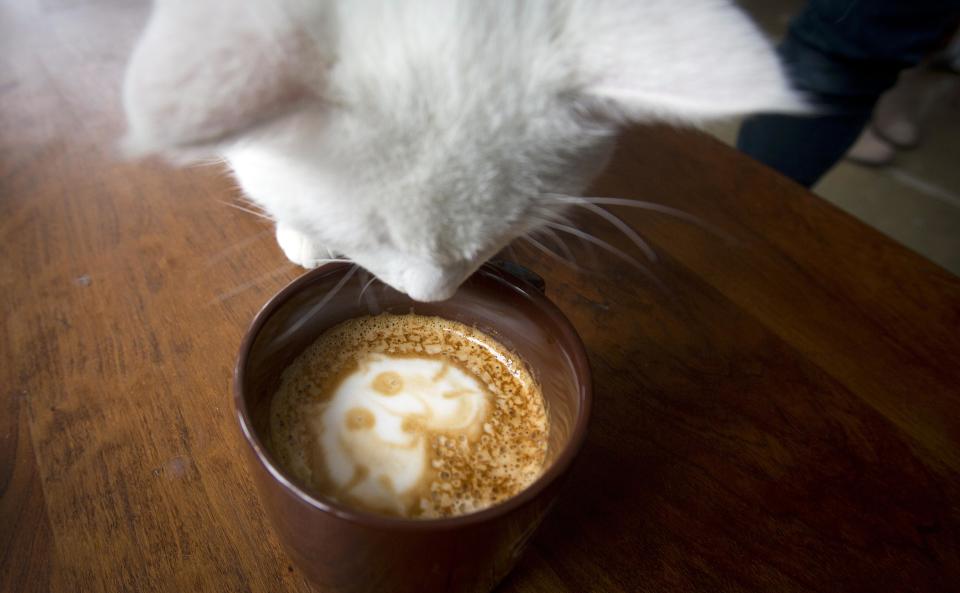 A cat smells a "Cat'achino" at the cat cafe in New York