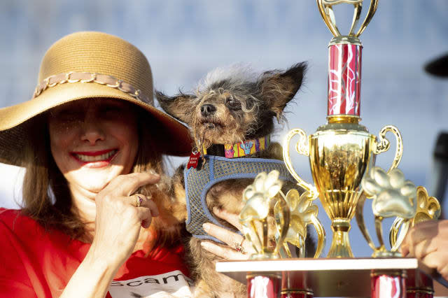 Scamp the Tramp wins California Ugly Dog Contest