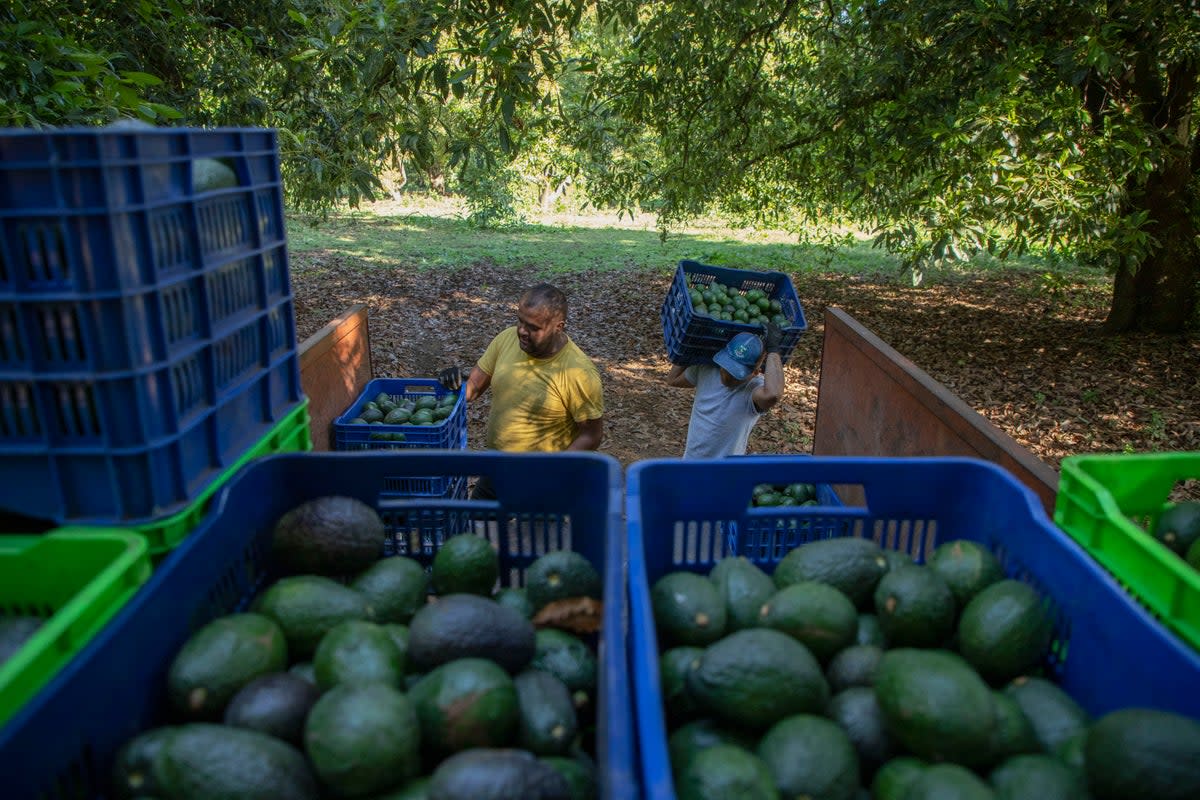 Mexico Avocados (Copyright 2023 The Associated Press. All rights reserved)