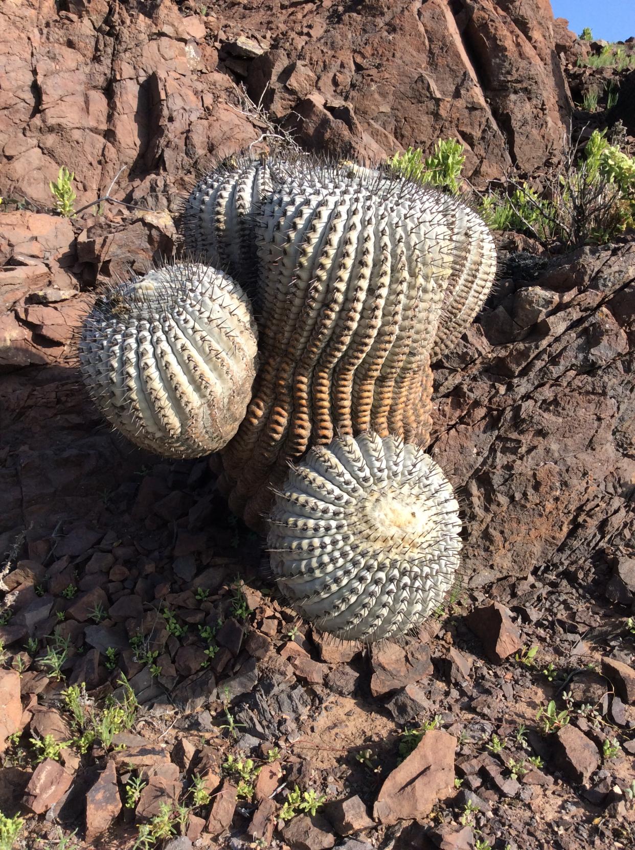 A close up of one the endangered Copiapoa cacti in its desert habitat