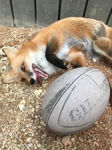 <p>Courtesy Zoo Miami</p> Swift was named due to her quick and energetic instincts, according to staff at Zoo Miami.