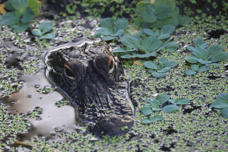 Closeup of a gator