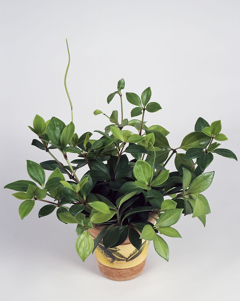 1) Peperomia Plant