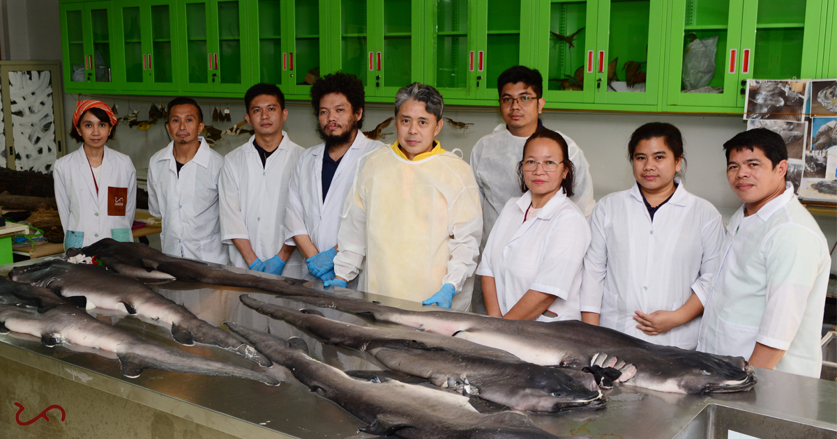 1. The megamouth shark examination team consisted of Dr. AA Yaptinchay, Elson Aca, and staff from the National Museum of the Philippines- Zoology Division. (Courtesy of the National Museum of the Philippines)