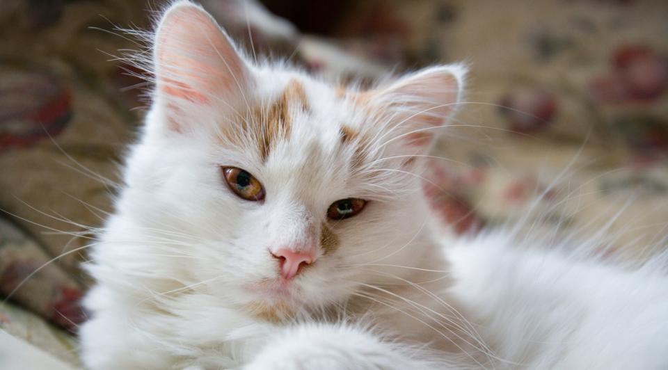 Turkish Van