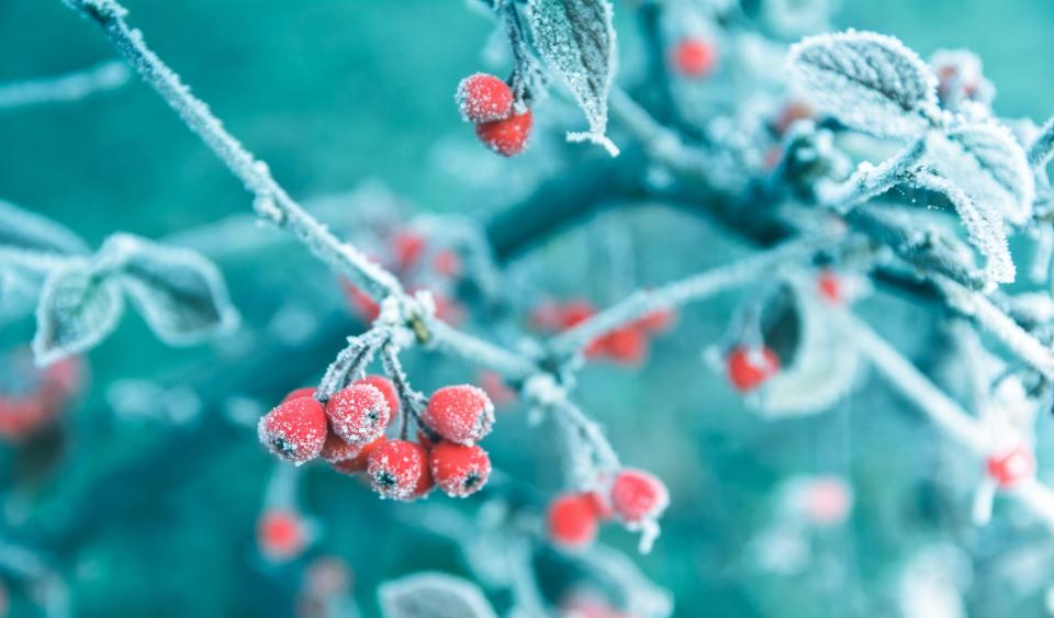 <p><strong>Most wintertime gardens are lacking when it comes to colour and texture, but that doesn't mean you have to let your indoor space suffer. </strong><strong>From <a href="https://www.housebeautiful.com/uk/christmas/" rel="nofollow noopener" target="_blank" data-ylk="slk:Christmas;elm:context_link;itc:0;sec:content-canvas" class="link ">Christmas</a> holly to pine, Interflora has uncovered the biggest floral trends set to blossom this season. </strong></p><p>'The holiday period is the perfect time to bring foliage and <a href="https://www.housebeautiful.com/uk/garden/plants/g403/christmas-flowers/" rel="nofollow noopener" target="_blank" data-ylk="slk:flowers;elm:context_link;itc:0;sec:content-canvas" class="link ">flowers</a> into your home whether you're a floral novice or an expert florist,' says Vicky Salmon, in-house florist at Interflora. 'We've identified the biggest trends to consider when buying flowers for yourself or your home this winter from the must-have blooms of the moment to mood-boosting bouquets and interior <a href="https://www.housebeautiful.com/uk/decorate/looks/a37465953/christmas-trends/" rel="nofollow noopener" target="_blank" data-ylk="slk:trends;elm:context_link;itc:0;sec:content-canvas" class="link ">trends</a> to follow right down to the last stem.'</p><p>Take a look at the biggest floral trends below...</p>