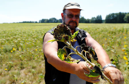 Farmer Holger Lampe poses with a sunflower plant in a dried out sunflowers field near Breydin, Germany, July 30, 2018. REUTERS/Fabrizio Bensch