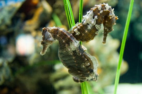 <span class="caption">Many seahorses mate for life, and males are always pregnant.</span> <span class="attribution"><span class="source">Steven L Gordon/Shutterstock</span></span>