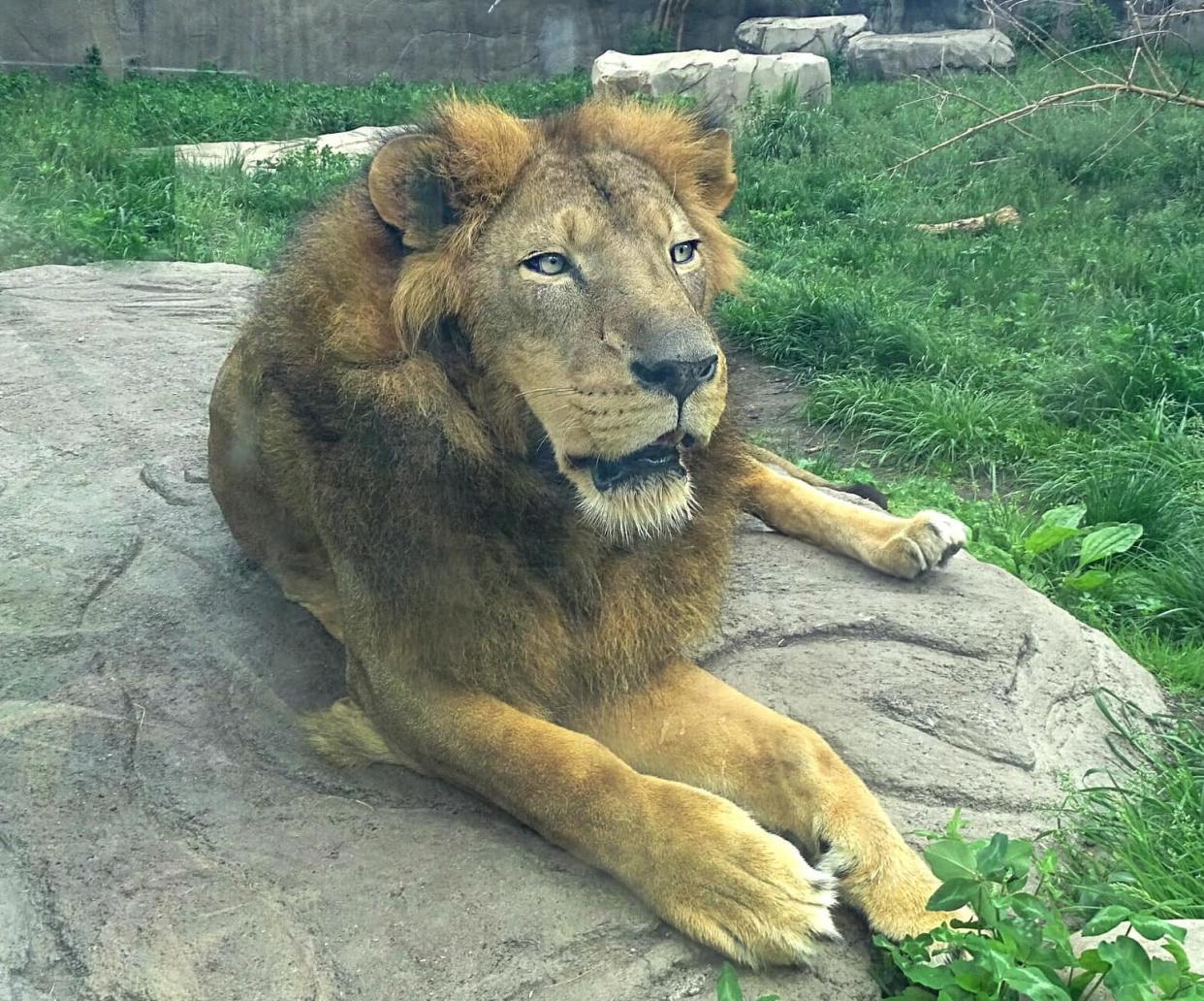 Simba, a male African lion residing at the Detroit Zoo, will be transferred to the Great Plains Zoo's newly built lion habitat "in the near future," the zoos announced Thursday.