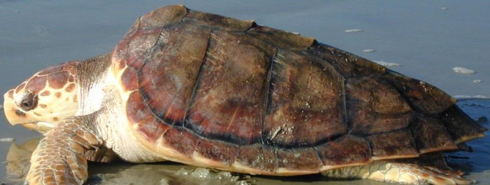 Loggerheads are the most abundant species of sea turtle found in U.S. coastal waters. They are named for their massive heads and strong jaws.