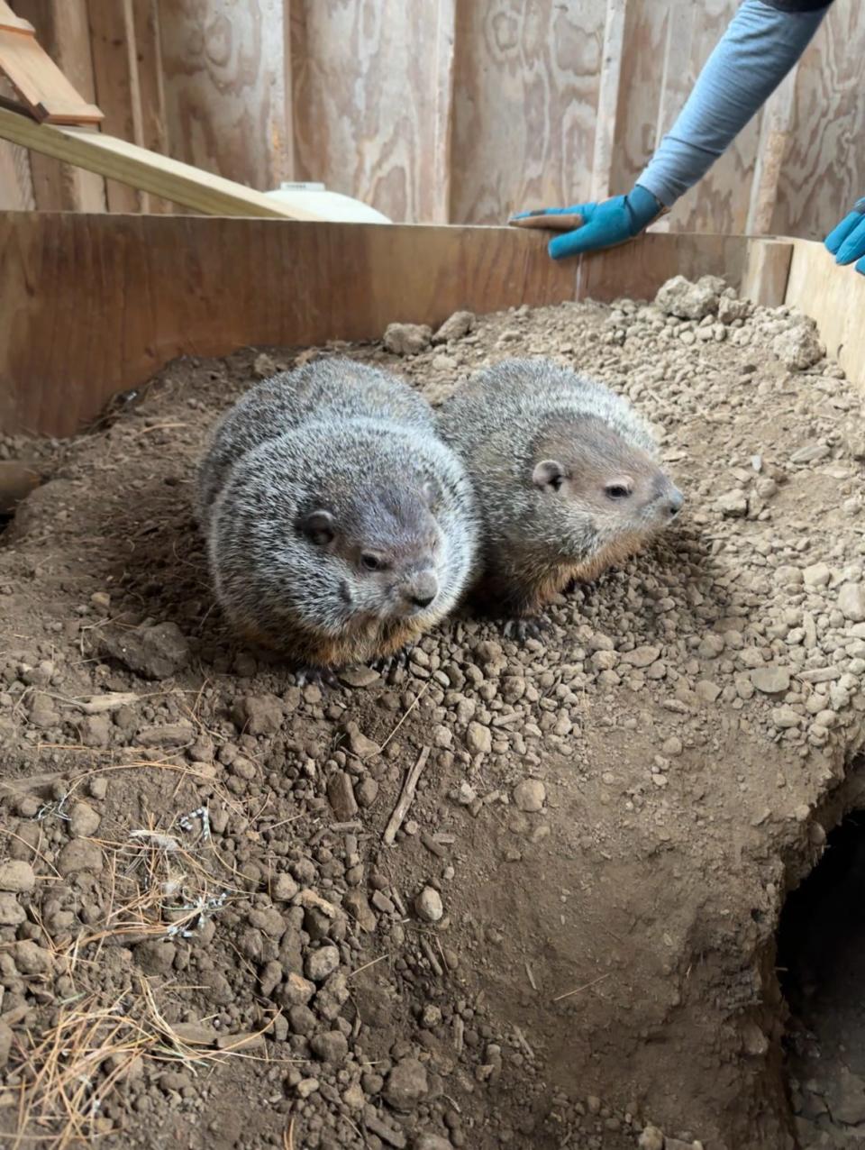 From left to right, Baked Potato and Sweet Potato at Pocono Wildlife Rehabilitation and Education Center in January 2024.