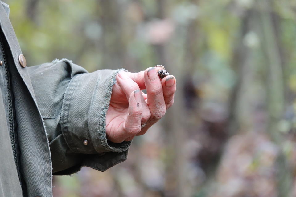 In this photo taken on Sunday, Nov. 10, 2019, Carlo Olivero shows a dried up truffle that exhibits the signs of climate change, a sign of excessive temperatures that blocks the growth and promotes early maturity, in Alba, Italy. Olivero has been hunting truffles for more than 40 years, and worries about climate change and the transition of wooded land to vineyards and orchards will impoverish future truffle production. (AP Photo/Martino Masotto)