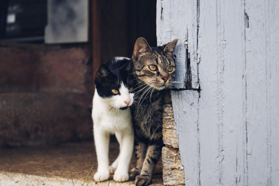 Barn cats. <p>KPiv/Shutterstock</p>