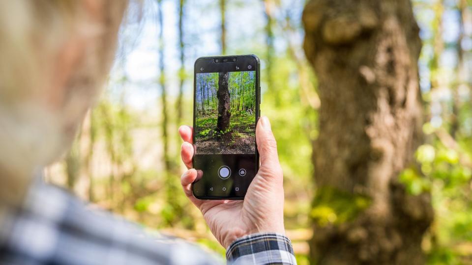 Rolf Jantz, der zu der Community der «Naturgucker» gehört, fotografiert mit einer App auf seinem Smartphone einen Baumstamm, um den Baum zu bestimmen.