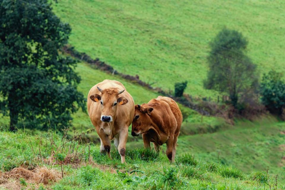 Ganado en sistema de pastoreo. <a href="https://www.shutterstock.com/es/image-photo/cows-extensive-livestock-farming-concept-2209068939" rel="nofollow noopener" target="_blank" data-ylk="slk:Perpis / Shutterstock;elm:context_link;itc:0;sec:content-canvas" class="link ">Perpis / Shutterstock</a>