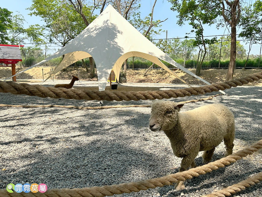 嘉義咩咩上樹萌寵樂園