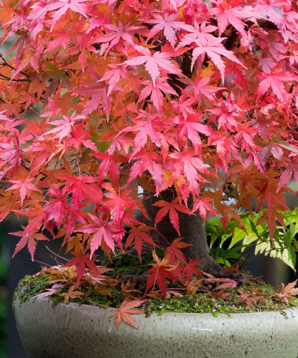 red acer in pot