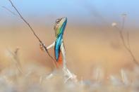 <p>Un lagarto brillante practica sus movimientos de baile con la ayuda de un palo. (<i>Anhup Deodar/Barcroft Media</i>)</p>