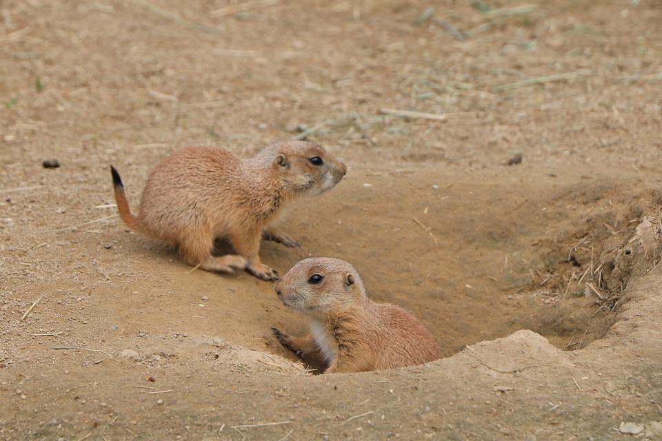 Cachorros de la pradera son liberados en Franklin Park Zoo