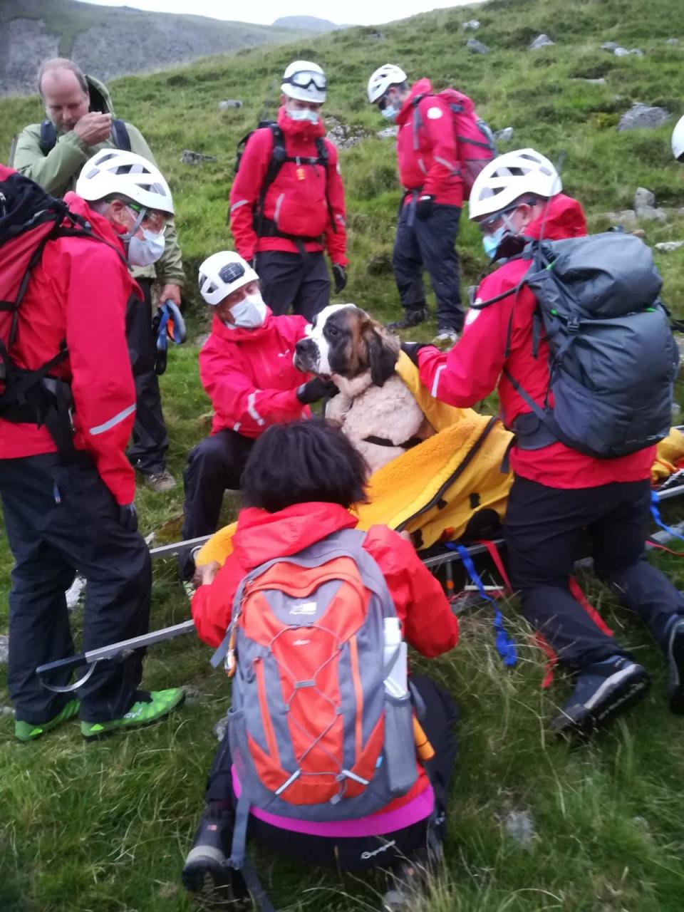 The team gave  Daisy some treats so they could asses her and get her on to the stretcher, making sure they didn't cause any distress. Source" Facebook/Wasdale Mountain Rescue Team