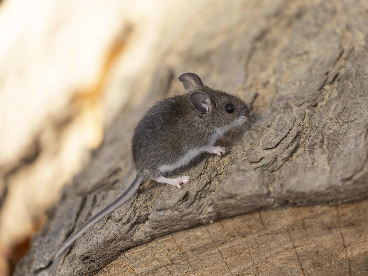 Rodent often called the North American deermouse