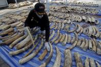 A customs officer arranges confiscated elephant tusks before a news conference at the Port Authority of Thailand in Bangkok April 20, 2015. Thai customs officials have seized four tonnes of ivory worth $6 million, authorities said on Monday, in what the department called the largest bust of its kind in Thailand's history. The elephant tusks were hidden in bags containing dried beans in containers originating from the Democratic Republic of Congo, the Thai Customs Department said in a statement, and were bound for Laos. (REUTERS/Chaiwat Subprasom)