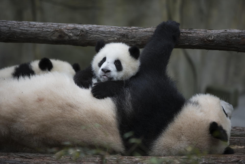 A Giant Panda and her cub at Panda Valley in Dujiangyan, China as seen in the IMAX® motion picture ‘Pandas.’