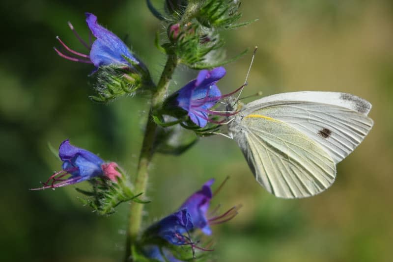 Butterflies and caterpillars like varied soil. A spiral bed is perfect and provides them with a veritable buffet of insects. This clever planting concept is easily replicated. Patrick Pleul/dpa