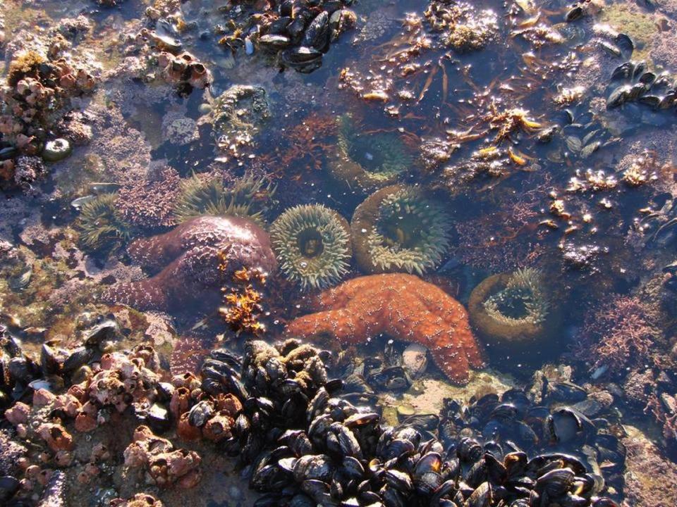 Tidepools at Diablo Cove are filled with sea life, including mussels, sea anemones, sea stars and other organisms.