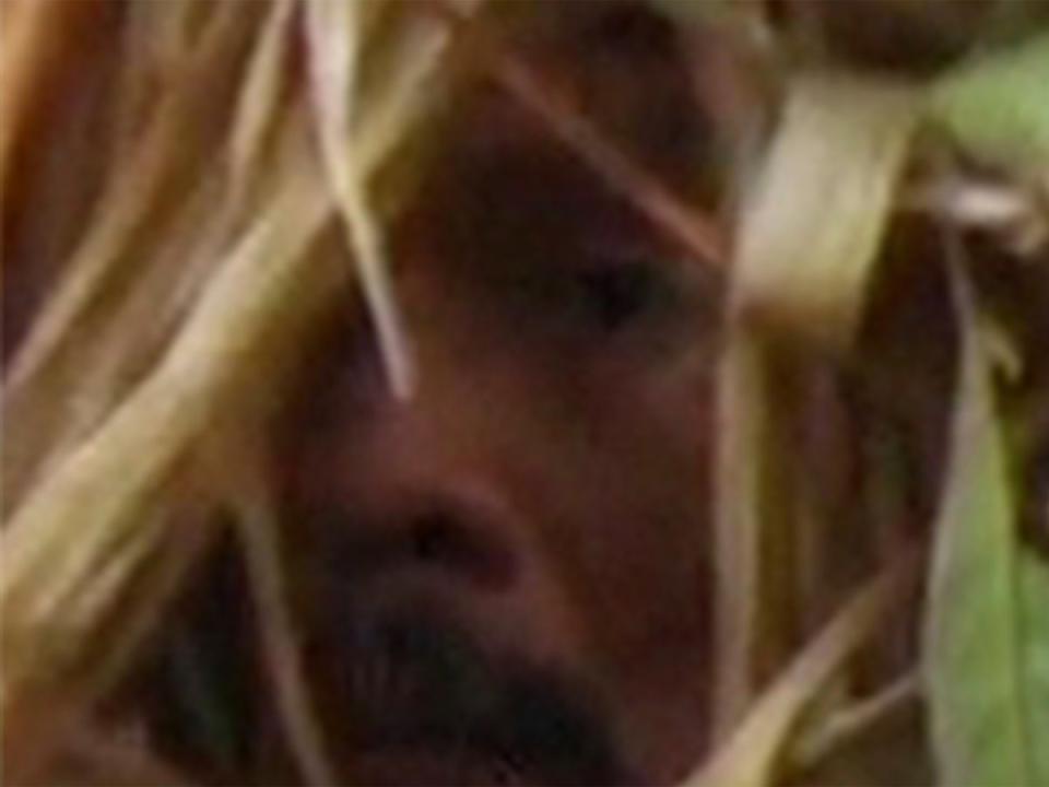 ‘Man of the hole’: Glimpse of his face as captured in a 2009 documentary (Vincent Carelli)