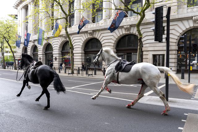 <p>Jordan Pettitt/PA Images via Getty Images</p> Two of the Household Cavalry horses that got loose in London.