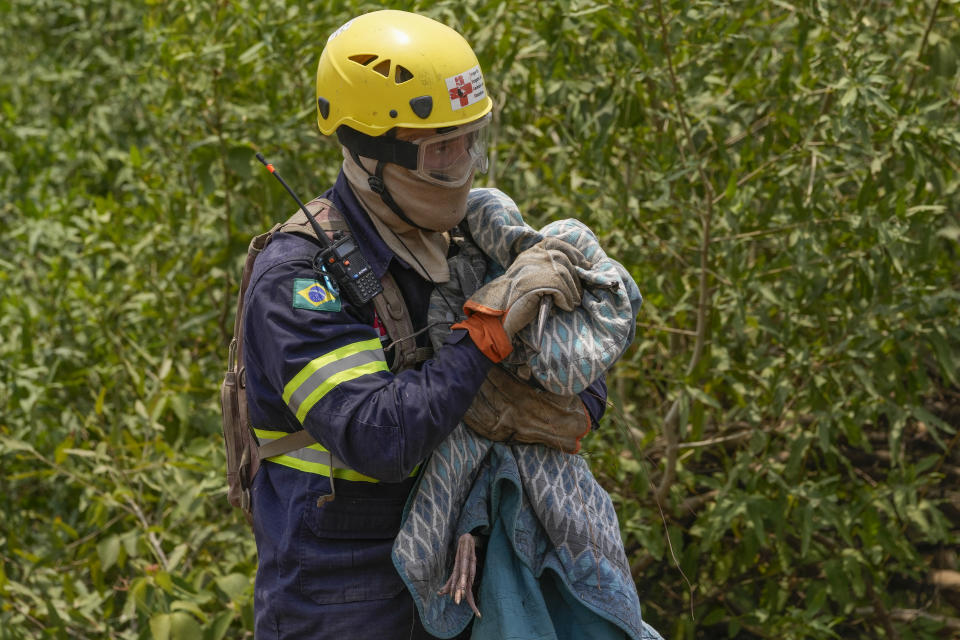 A veterinarian carries an injured bird he rescued in an area consumed by wildfires near the Transpantaneira, also known as MT-060, a road that crosses the Pantanal wetlands, near Pocone, Mato Grosso state, Brazil, Thursday, Nov. 16, 2023. (AP Photo/Andre Penner)