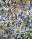 <p> A popular choice for the best coastal plants, the striking silver foliage and architectural blooms of sea holly, with its prickly cone-like heads, will add texture to your garden borders. It copes in the sandy soils common in seaside gardens.&#xA0; </p> <p> A hybrid between the two classics Eryngium bourgatii and Eryngium alpina, this perennial has long-lasting displays of flowers from early summer. Height: 30in (75cm). </p>