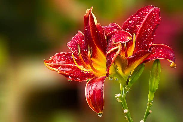 Daylily