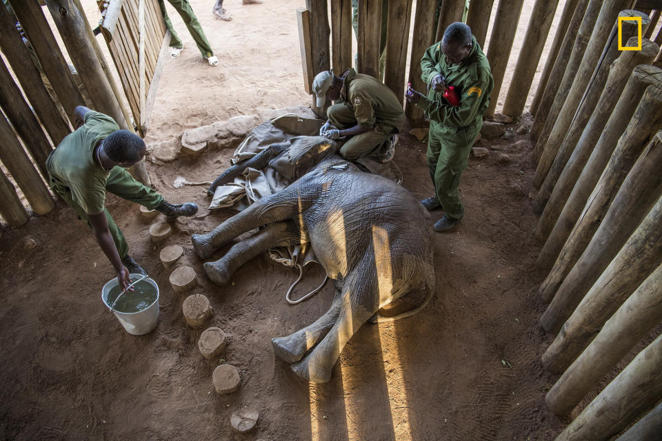 Mathew Mutinda, a vet with the Kenya Wildlife Service, crouches over 18-month-old Mugie, still sedated after his rescue. His mother had been shot and killed in a conflict with people. Mugie was flown to an airstrip near the sanctuary, then driven to Reteti.