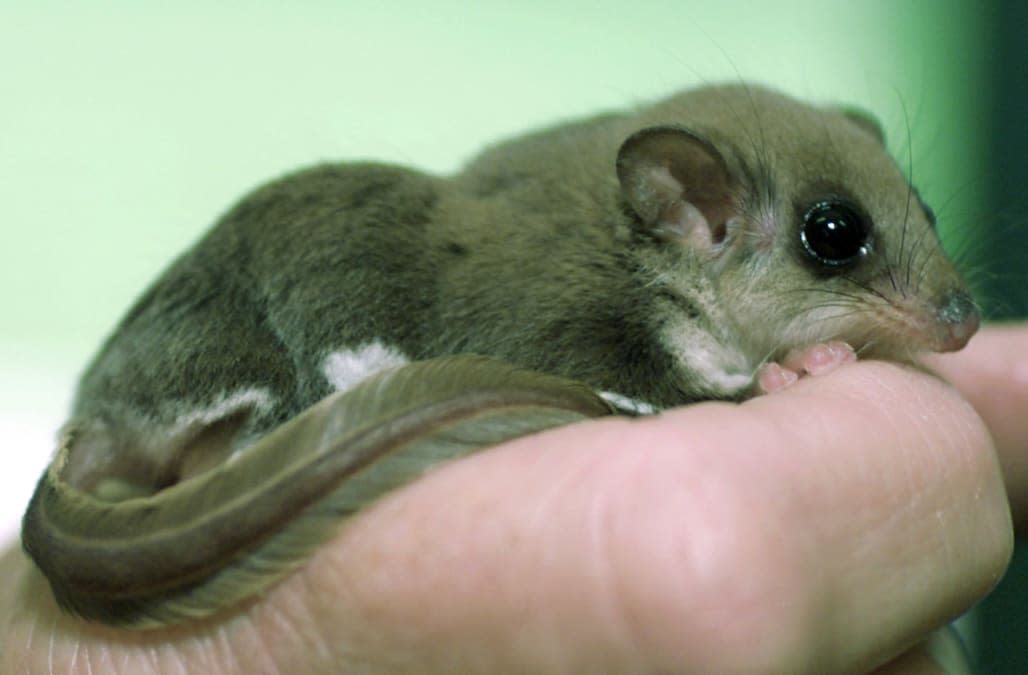 An Australian feathertail glider rests on the forefinger of keeper Darrelyn Rainey's hand at Sydney's zoo October 12, 2000. The tiny marsupial feeds on nectar and can glide from tree-to-tree by stetching the folds of skin between its limbs. The glider is slowly disappearing from suburban Sydney due to predation from cats and foxes.WB/PB