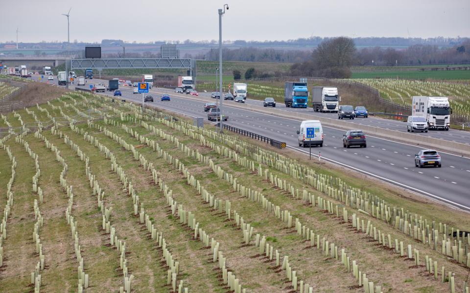 Around 250,000 saplings have died in the three years since they were planted - Bav Media