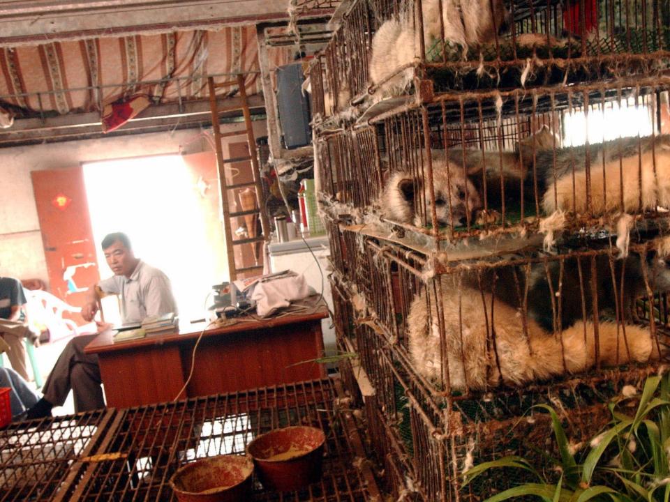 A man sits in his stall beside caged dogs in a market selling wild animals for dishes in Guangzhou in south China's Guangdong province, in this May 26, 2003 photo.