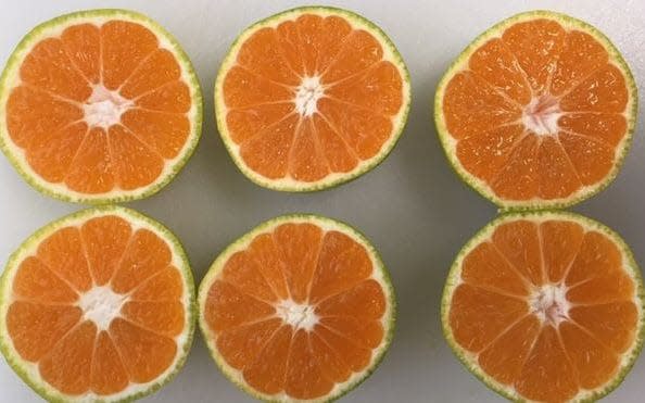 The retail giant has announced that it will start selling green satsumas and clementines, which it claims are
