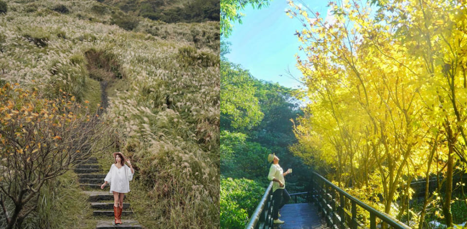 搭公車秋遊陽明山 「芒花、黃金楓、牛奶湯」下山前賞夕陽佐中式懷舊午茶
