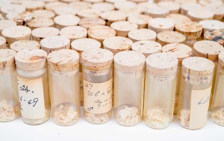 <span class="caption">Vials containing mouse skeletons.</span> <span class="attribution"><span class="source">© UCL Grant Museum of Zoology / Oliver Siddons</span></span>