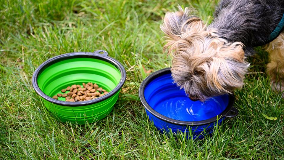 Pets should have free access to plenty of water during hot days.