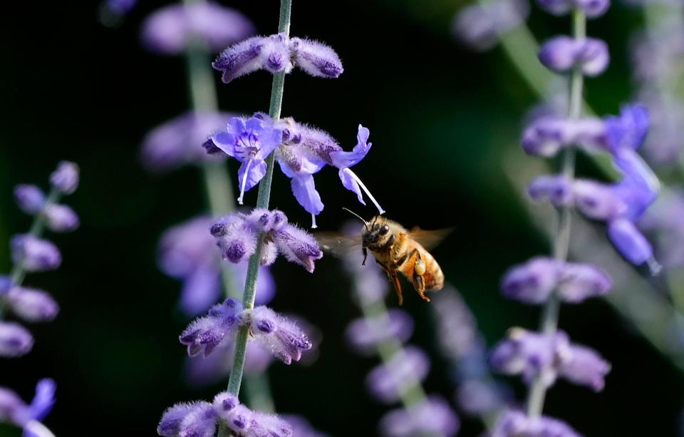 A bee looks for pollen from a flower near the Northwestern Mutual tower along East Wisconsin Avenue in Milwaukee on Tuesday, July 25, 2023.