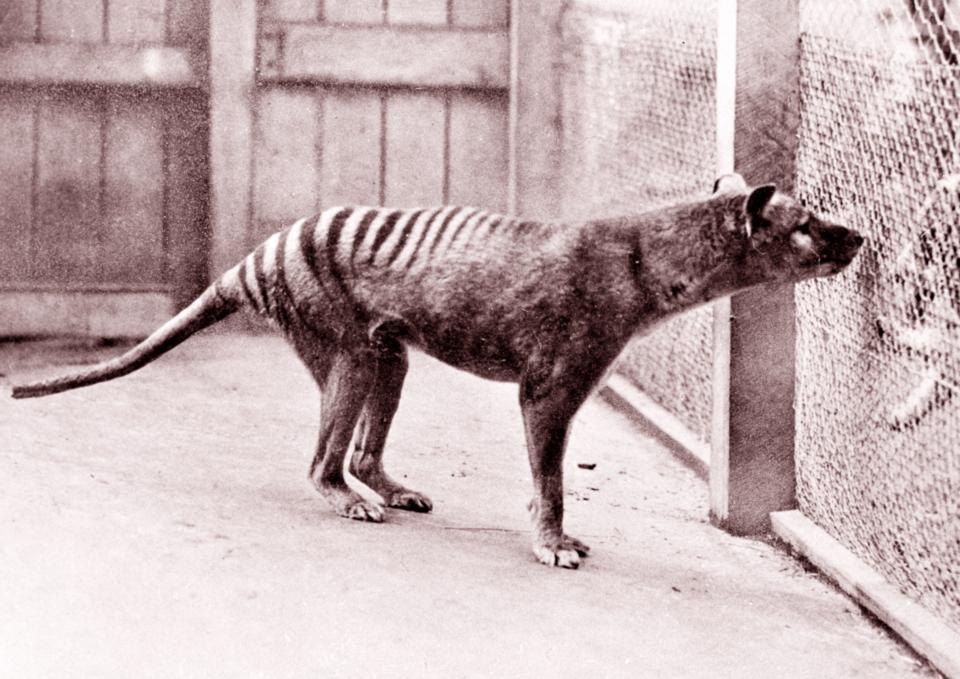 A picture of the now extinct Tasmanian Tiger. Source: Getty
