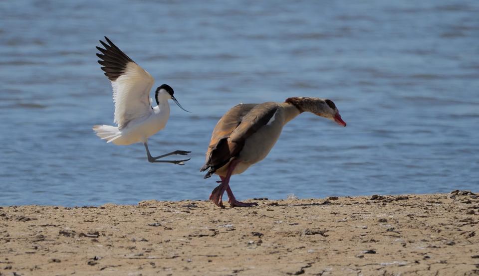 A goose sneaks up behind another goose