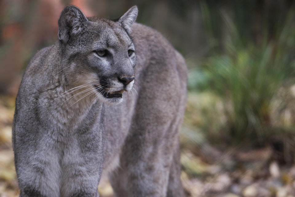 A Florida panther. / Credit: MARK NEWMAN / Getty Images