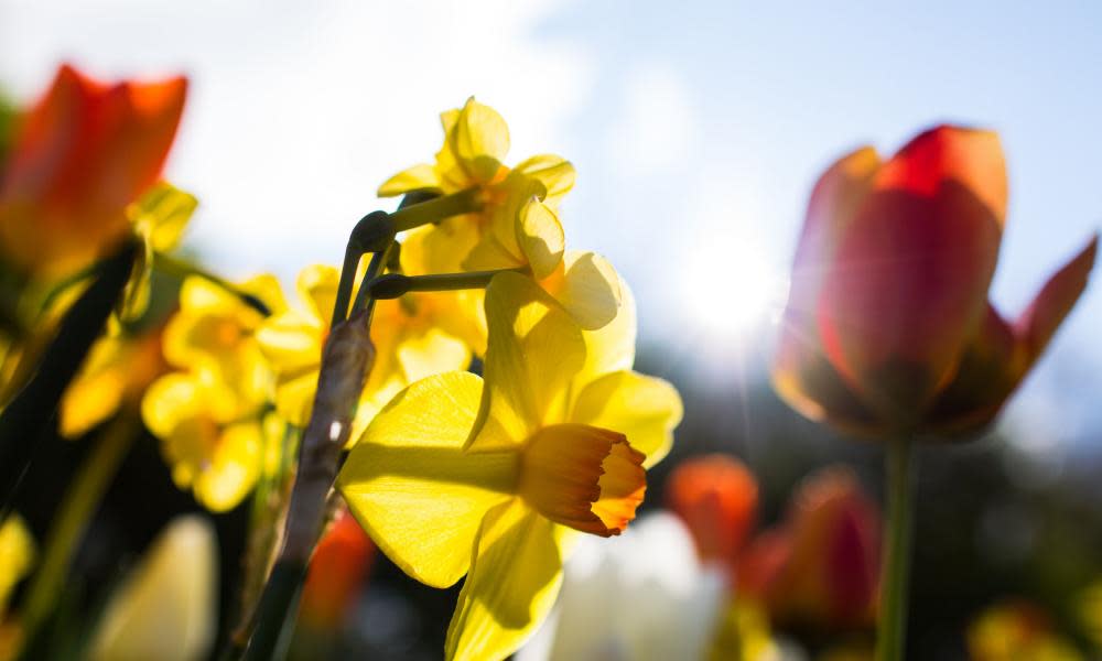 daffodils