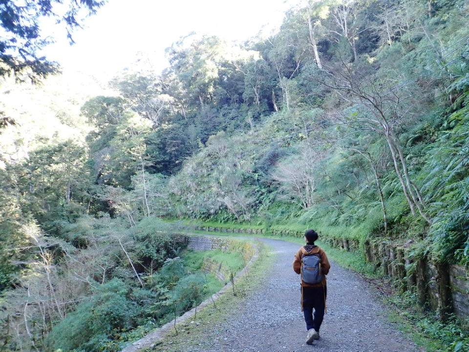 藤枝國家森林遊樂區